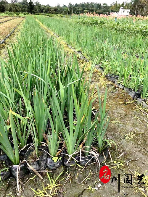 黄菖蒲价格