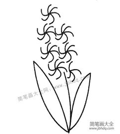 风信子图片简笔画