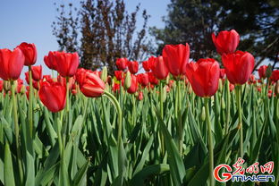 郁金香是什么花