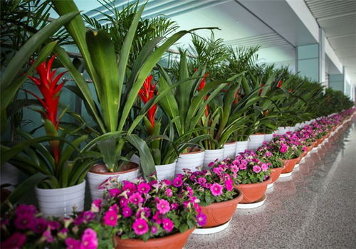 深圳同城鲜花