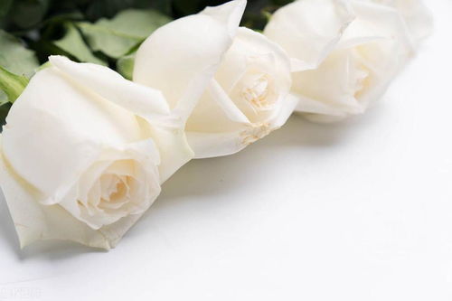 白色玫瑰花花语是什么?