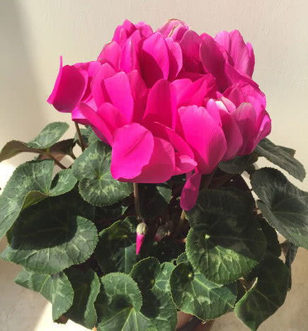 1 12月的应季花