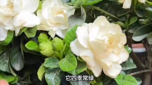 栀子花花语寓意和象征 栀子花花语寓意和象征