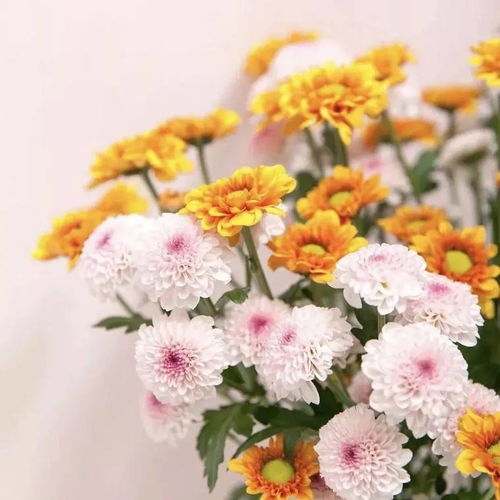 小雏菊的花语是什么意思