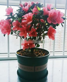 家里为啥不能养杜鹃花