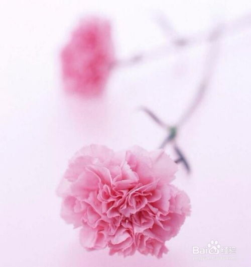 母亲节送多少朵康乃馨合适
