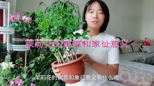 茉莉花的寓意和象征