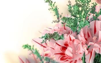 教师节该送老师什么花最好