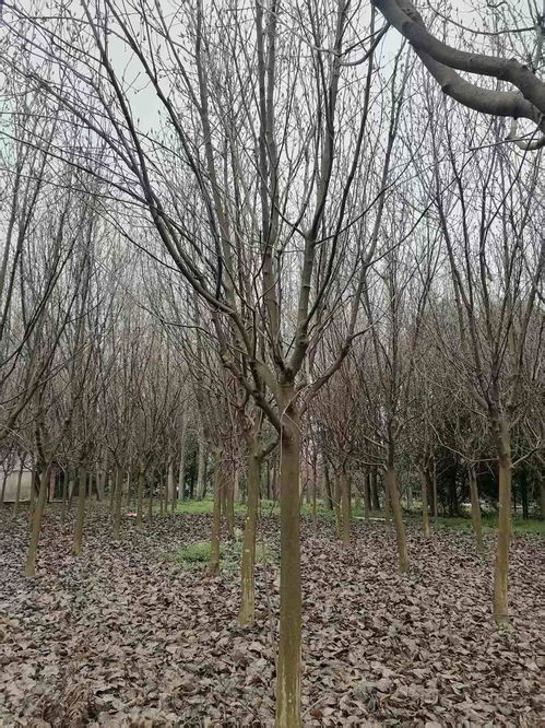 紫玉兰树