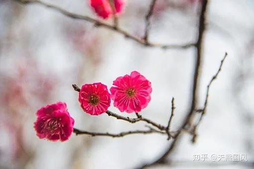 腊梅和梅花的区别是什么