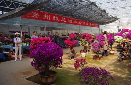 佛山鲜花批发市场