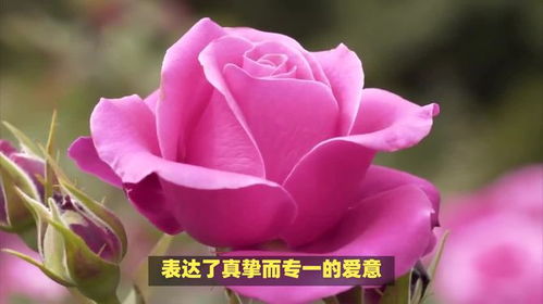 粉色玫瑰花语大全