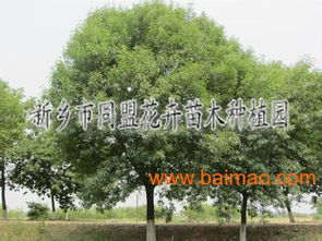 绿化苗木品种及图片