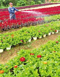 中国花卉园艺师官网