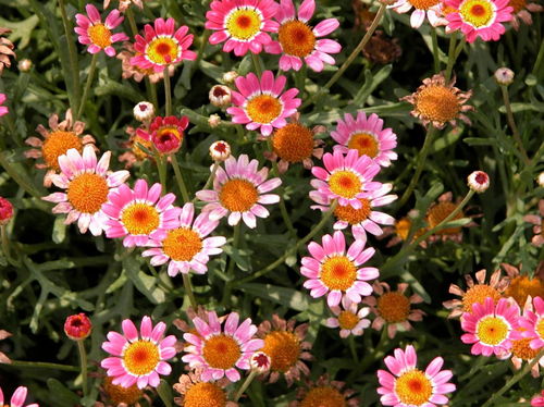 玛格丽特花