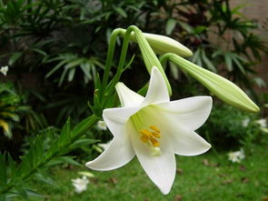 百合花的意义是什么