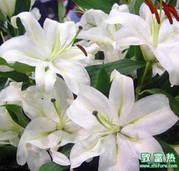 百合花的寓意 花语