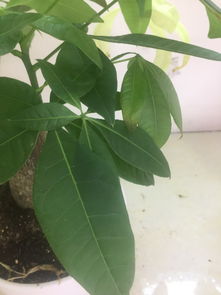 发财树叶子黄了补救