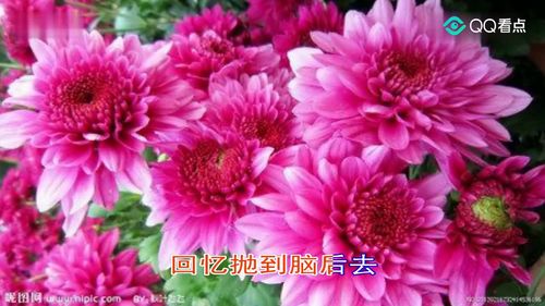 表示同性相恋的花的花语