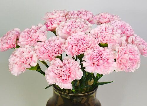 康乃馨花象征什么意义