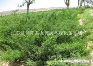 园林绿化苗木图片介绍