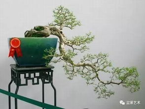 九里香盆景制作