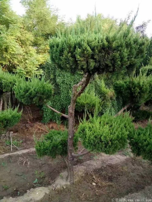 龙柏树简介