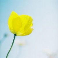 微信一朵花头像