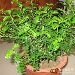 清香木