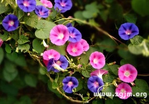 花语大全 各种花的花语图片