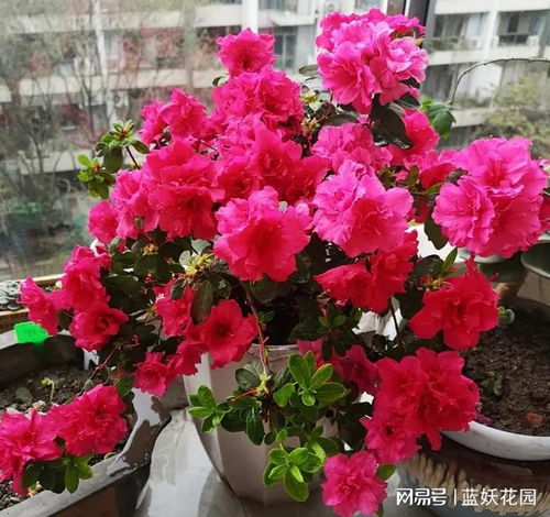 杜鹃花的养护