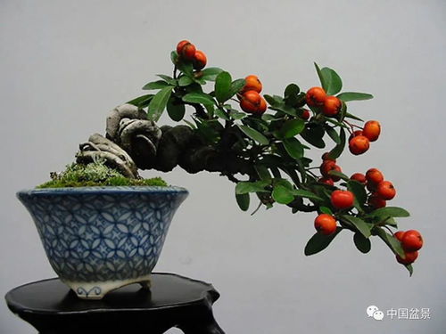 火棘盆景图片