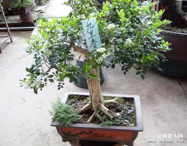 九里香几年开花