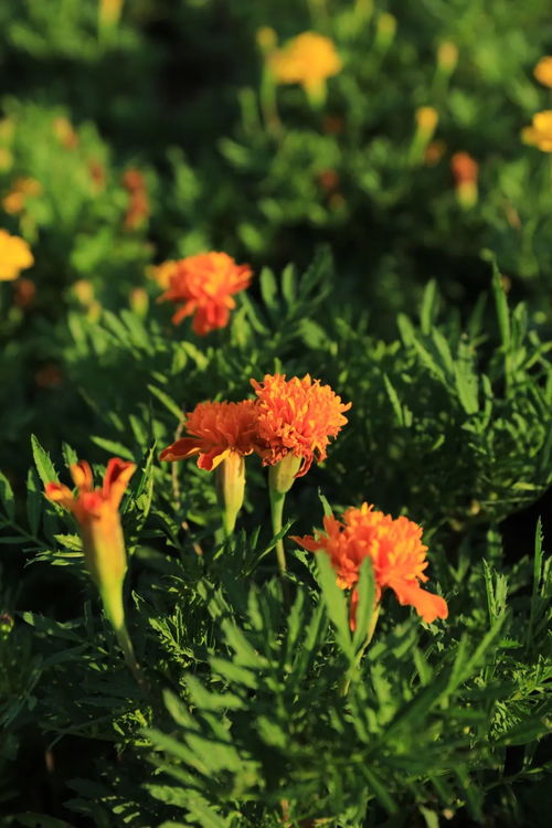 万寿菊花语