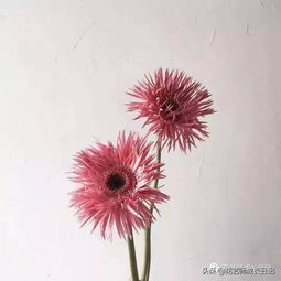 非洲菊为什么叫扶郎花