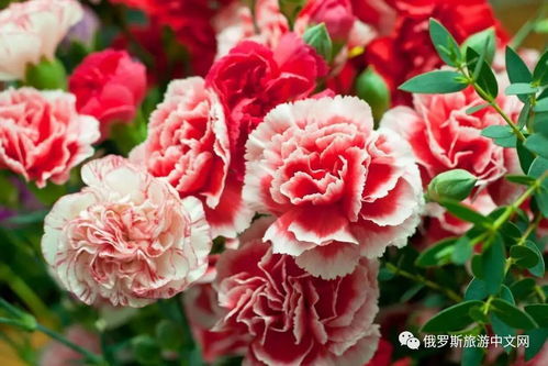 康乃馨的含义是什么