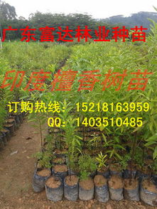 苗木批发供应苗木种植