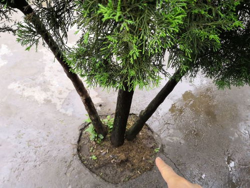 侧柏叶的功效与作用的功能与主治