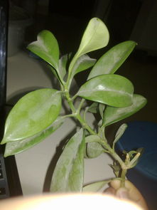 100种常见植物名称