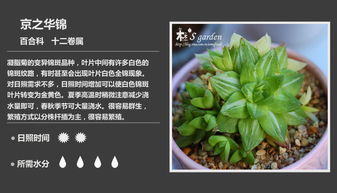 100种植物名字