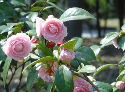 山茶花图片大全