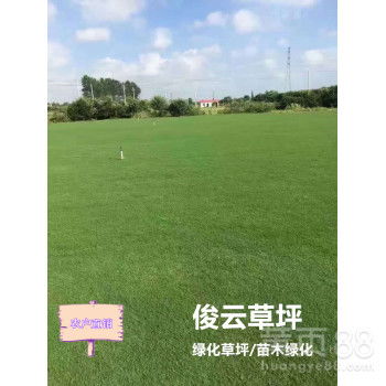 百慕大草坪优缺点