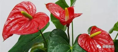 送花花语大全 寓意 送花花语大全 寓意