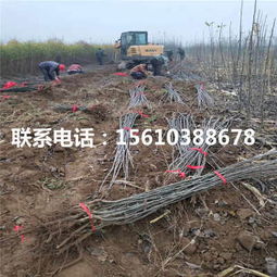附近树苗批发市场在哪里