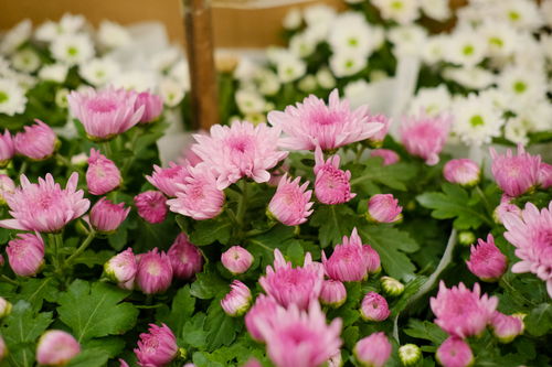 木芙蓉花语