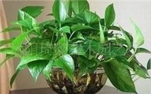 适合室内养的植物花卉有哪些