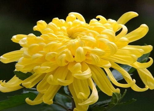 菊花的花语和寓意和象征