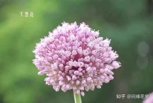 常见的花名字及图片 常见的花名字及图片