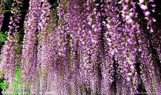 紫色勿忘我花语