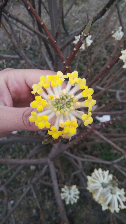 春天开的花有哪些花名